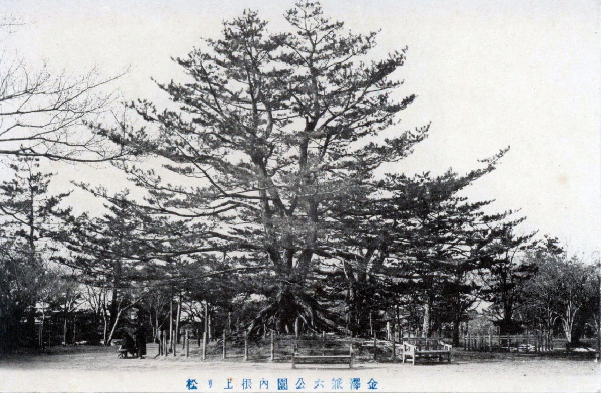 Neagari Pine, Viewed from the north